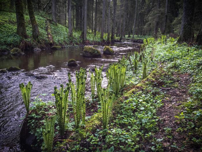 Toomarahva Farmstay Altja Bagian luar foto